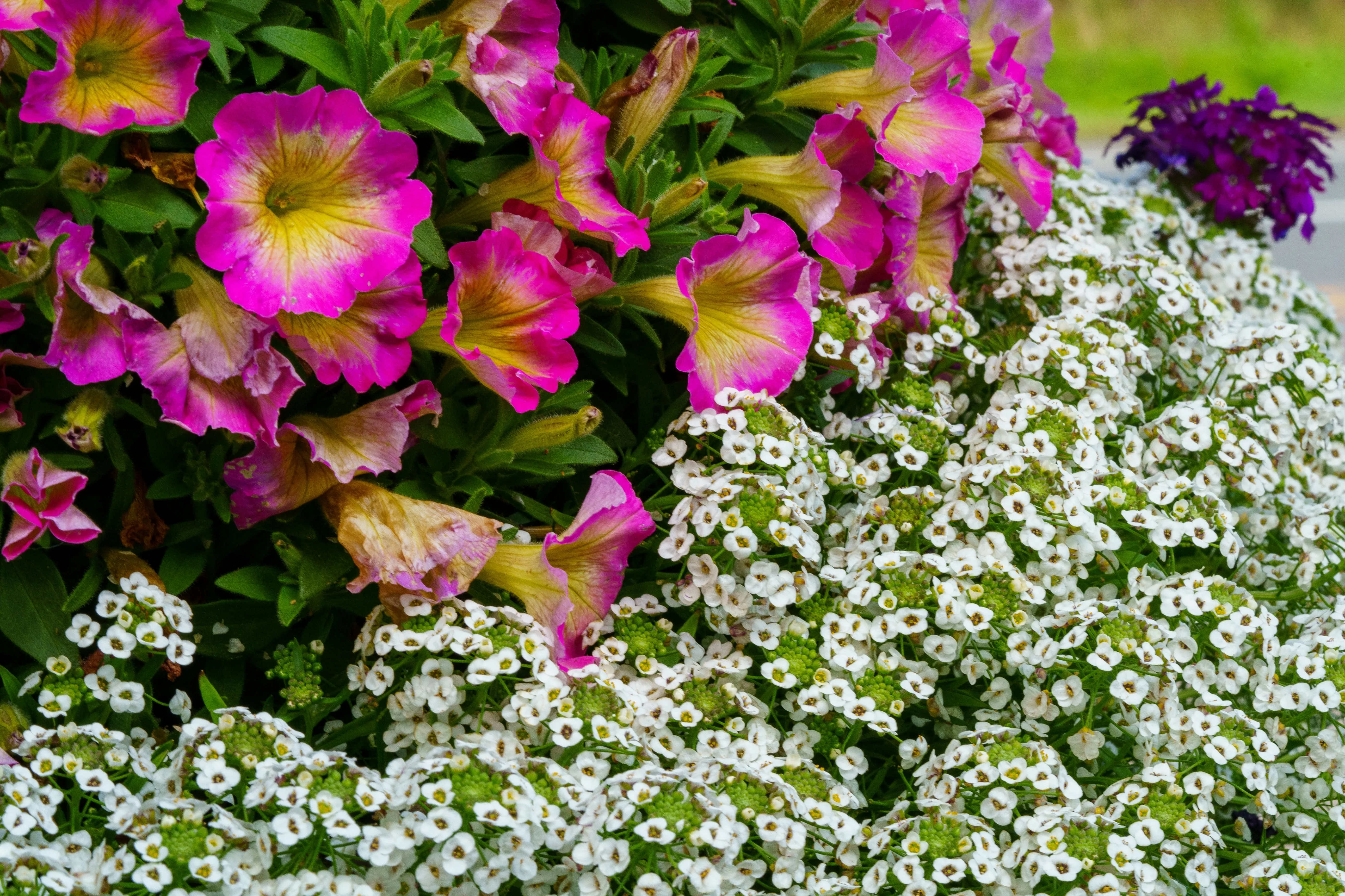 Combination Hanging Basket